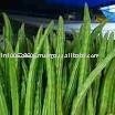 Fresh Green Drumsticks