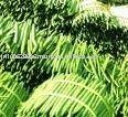 Fresh Green Drumstick