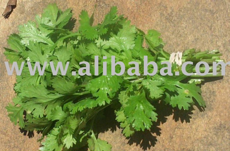IQF parsley