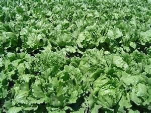 Fresh Lettuce for Sale(100% Top Quality),Celery,Spinach,Onion,Garlic,Leeks,Tomatoes,Cabbage,Aubergin
