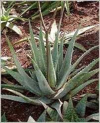 Fresh Aloe vera