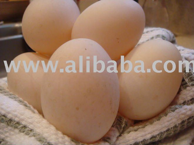 Duck Eggs India Price Supplier 21food   1305278906359 