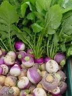 Fresh Turnip