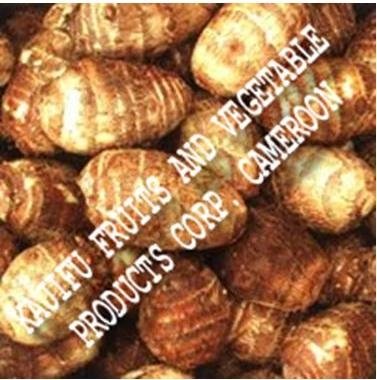 Cocoa Yam
