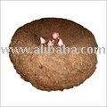 Elephant Foot Yam