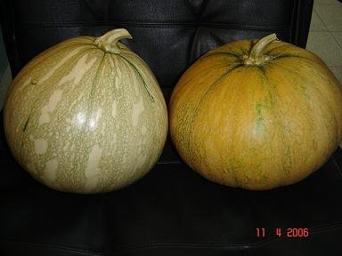 Calabaza