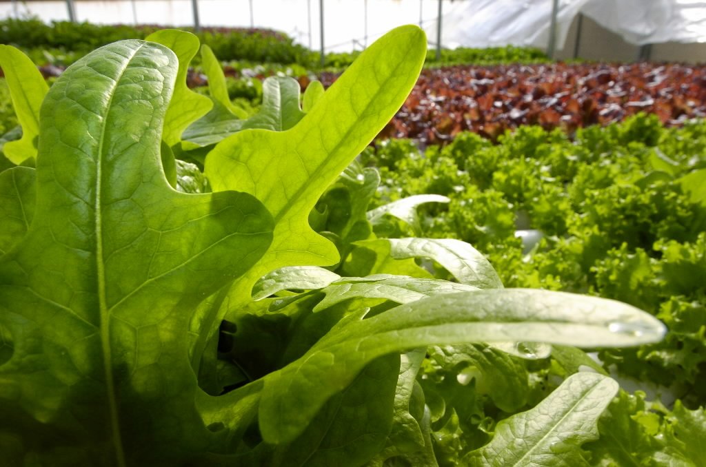 Cameron Highlands Fresh Lettuce
