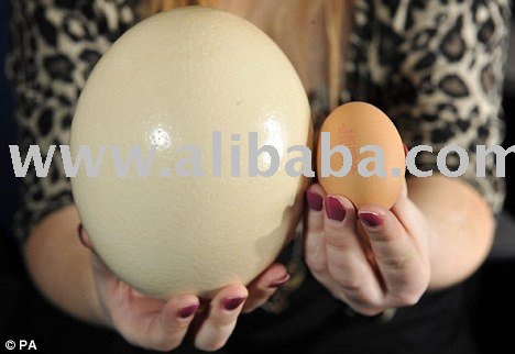 Super-sized  Ostrich eggs For sale