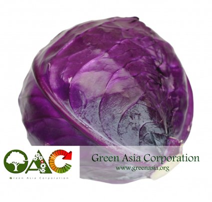 Fresh Red Cabbage