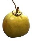 fresh coconut