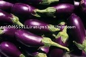 Fresh Eggplant