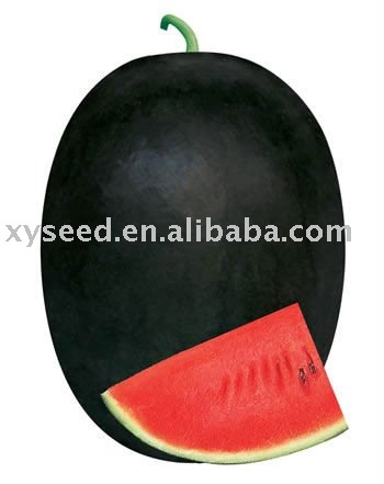 black rind big fruit watermelon seeds