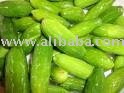 Ivy Gourd