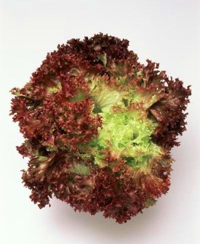 Cameron Highlands  Red   Coral 