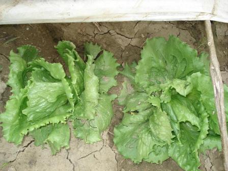 Iceberg Salad