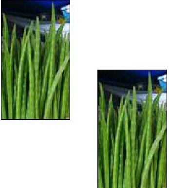 Fresh Drumstick