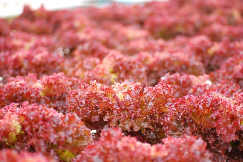  Red   Coral  vegetable