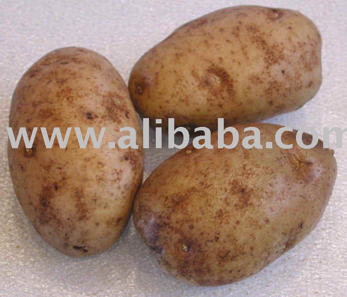 Chinese Holland Potato, Fresh Preserved Vegetable