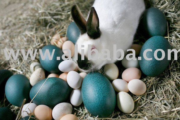 Emus,  Rabbit s, Sheep, Chickens  eggs