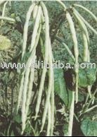 Lobiya Gomati