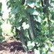 Luffa