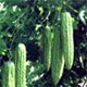 Bitter Gourd