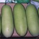 Wax Gourd