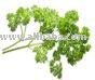 Parsley