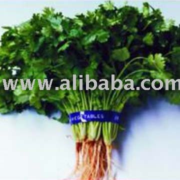 Thai Coriander