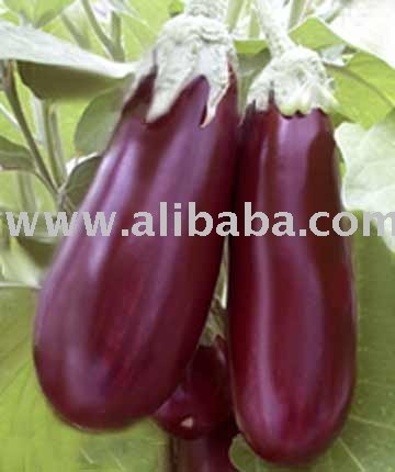 Fresh Aubergine