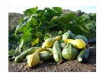  Swift  Family Summer Squash