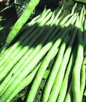 Fresh Snake Gourd