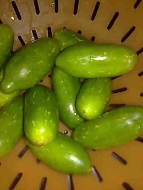 Fresh Ivy Gourd