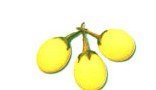 Aubergine yellow
