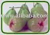 Roseapple