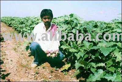 Brinjal