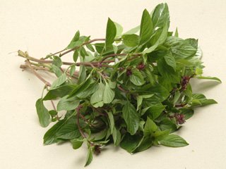 Sweet Basil