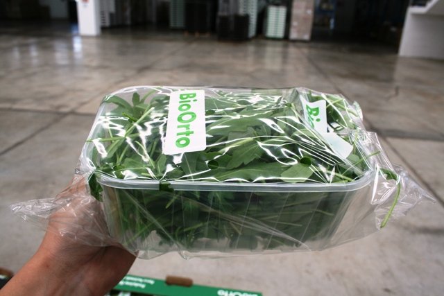 Bio Rocket Salad