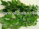  CURRY  LEAVES