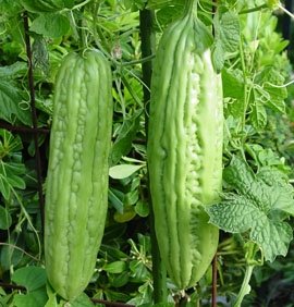 Fresh Ampalaya (Bitter Gourd) products,Philippines Fresh Ampalaya ...