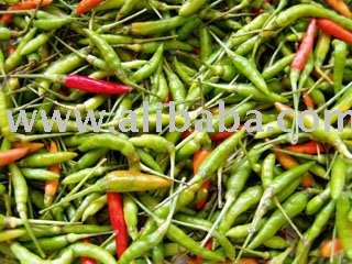 Bird chilli