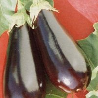 Purple Eggplant,Thailand price supplier - 21food