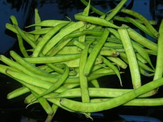 Gawar Or Mattikayalu