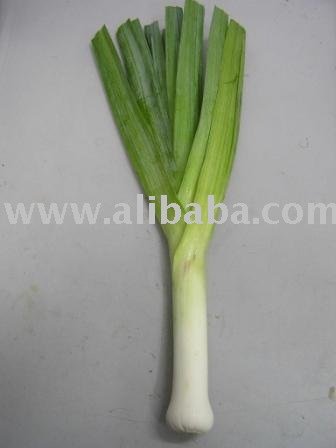 Leek,Thailand price supplier - 21food