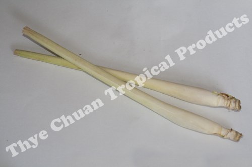  Fresh   Lemon   Grass 