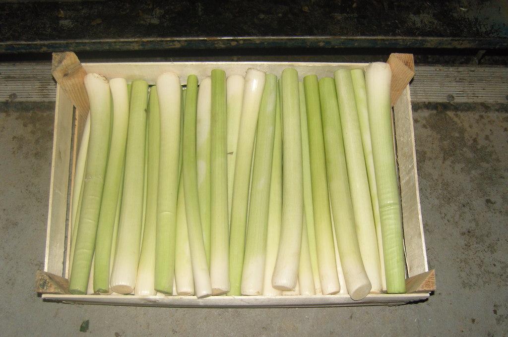Leek