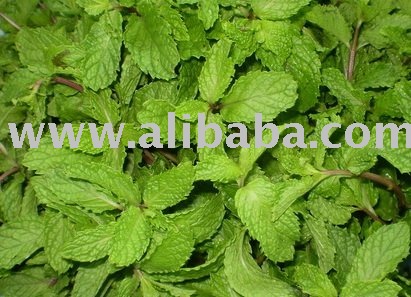  Mint   leaf 