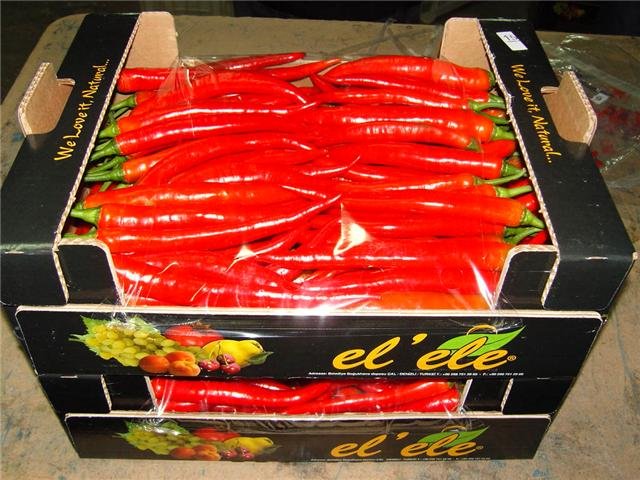 Chili Pepper