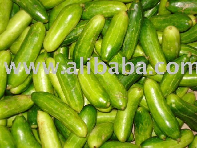 Ivy Gourd