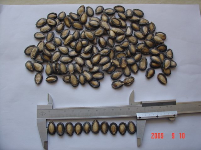 black watermelon seeds from china origin